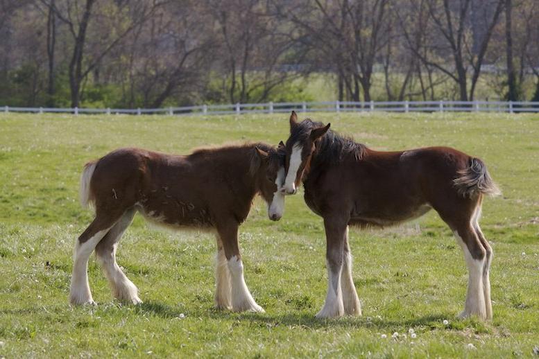 格兰特农场的clydesdale